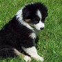 Image result for Royal Canin Australian Shepherd