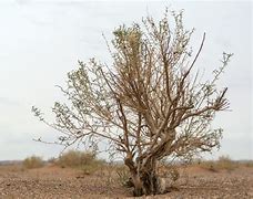 Image result for Gobi Desert Tree Line