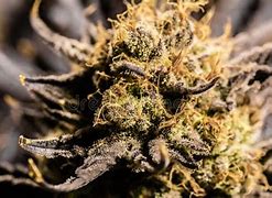 Image result for What Is Marijuana Wax and Shatter