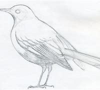 Image result for How Do You Draw a Bird