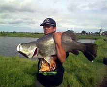 Image result for Ikan Kakap Putih Jantan