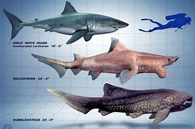 Image result for Prehistoric Deep Sea Shark