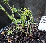 Image result for Witches Broom On Roses Sign of Disease