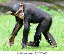 Image result for Chimpanzee Running