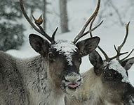 Image result for reindeer and caribou habitat