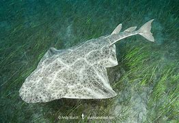 Image result for Angel Shark