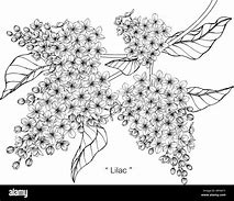 Image result for Lilac Clip Art Black and White