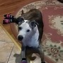 Image result for Large Dog Boots