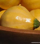 Image result for Italian Lemon Squash