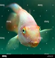 Image result for Long Cute Fish