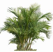 Image result for Palm Plant PNG