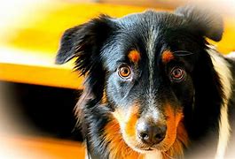 Image result for Australian Shepherd Dog