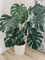 Image result for Cây Monstera