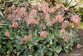 Image result for Cotyledon Orbiculata