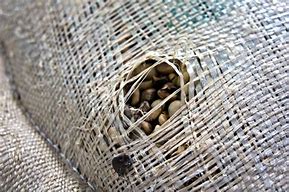 Image result for Unroasted Portrait Coffee Beans