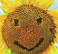 Image result for Sunflower Happy Face