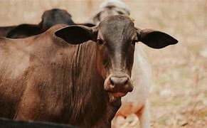 Image result for Brown Swiss Cattle