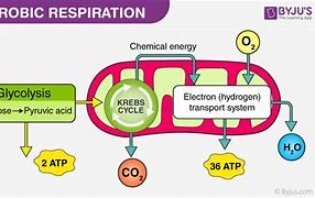 Image result for Aerobic Cellular Respiration