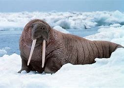 Image result for Baby Nordic Walrus