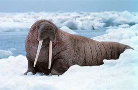 Image result for Female Walrus