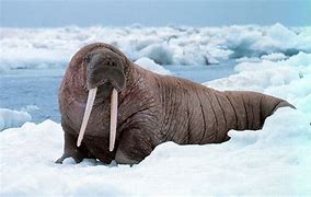 Image result for Aquarium Walrus