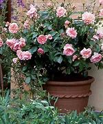 Image result for How to Plant Rose Bushes