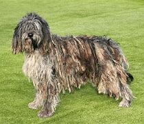 Image result for Shaggy Eared Dog