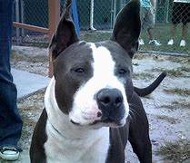 Image result for Adopt Pit Bull