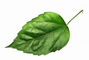 Image result for Single Leaf