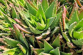 Image result for Kinds of Aloe Vera Plants