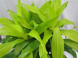 Image result for Dracaena Limelight