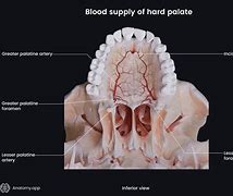 Image result for Palate Shape