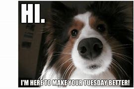 Image result for Sunday Dog Memes