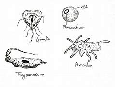 Image result for Small Protozoans