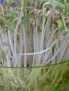 Image result for Grow Mung Bean Sprouts at Home