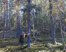 Image result for Sasa Forest