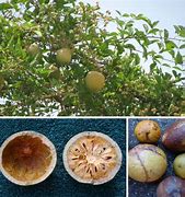 Image result for Aegle Marmelos Fruit