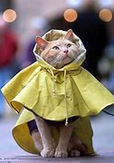 Image result for Cat Rain Quote