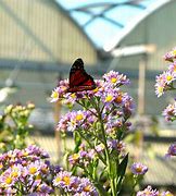 Image result for Tatarian Aster