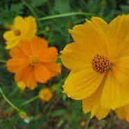 Image result for Sulphur Cosmos