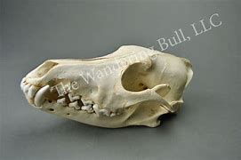 Image result for Pixel Coyote Skull