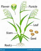 Image result for Millet Plant