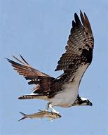 Image result for Adult Osprey Flight