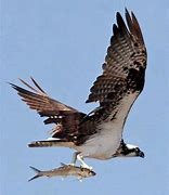 Image result for Osprey Night Flight