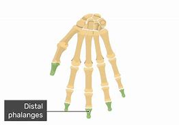 Image result for Fox Phalanges