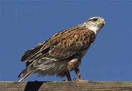 Image result for Ferruginous Hawk