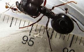 Image result for Largest Ant in the World