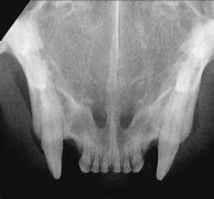 Image result for Cat Incisors