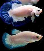 Image result for Blue Rim Betta Fish