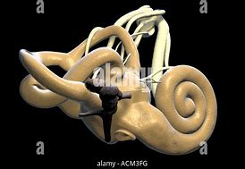 Image result for Parts of the Ear Hammer Anvil Stirrup